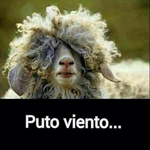 Puto viento